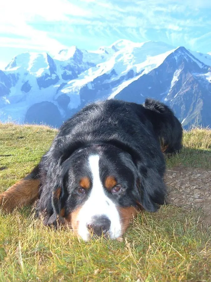 Chamonix Chalets Les Houches